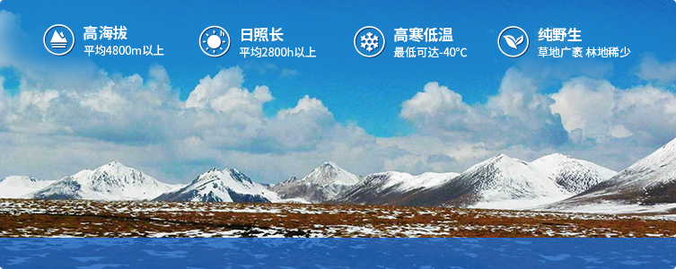 為什么說西藏那曲的冬蟲夏草，是品質最好的蟲草！